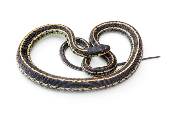 Garter & Water Snake Care: Help Your Pet Thrive! Habitat, Food, Health