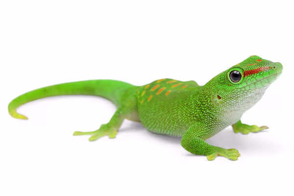 Raise a Thriving Giant Day Gecko: Habitat, Food & Health Guide