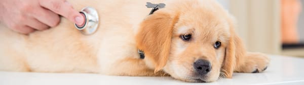 Dog Pancreatitis: Spot Signs, Causes, & Treatment for Your Pet
