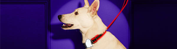 Halloween Pet Safety Tips | Petco