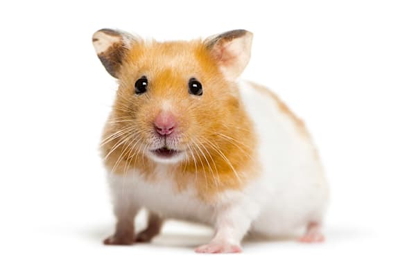 Your Complete Syrian Hamster Care Guide: Food, Habitat & Health