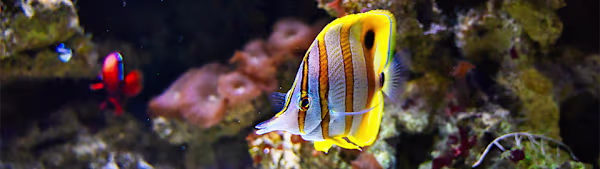Fish Hole in the Head: Symptoms, Treatment & Prevention Guide