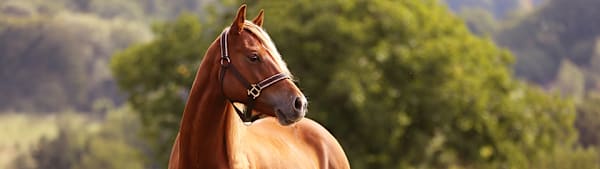 Common Horse Breeds: A Complete Guide