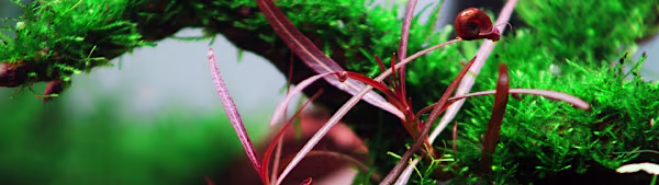 Grow Vibrant Hygrophila: Essential Care Tips for Aquarium Plants