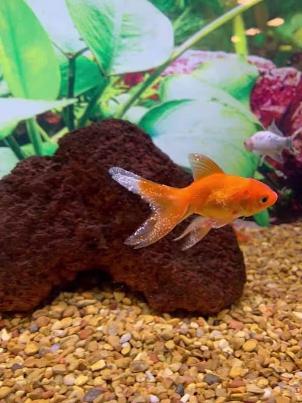 Save Your Fish: Identify, Treat & Prevent Freshwater Ich (White Spot)