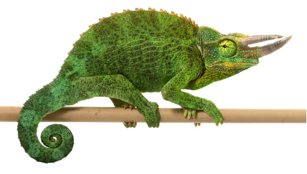 Jackson's Chameleon Care: Thrive Guide for Food, Habitat & Health
