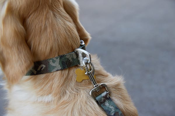 My dog eats grass after Purina Pro Plan switch. Lacking nutrients?