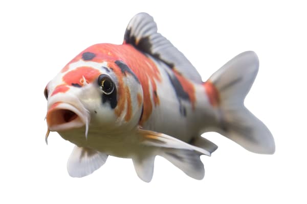Mastering Koi Care: Optimal Tank, Food, Water Quality & Health Tips