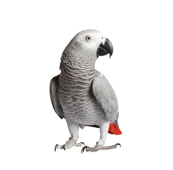 Expert Care for Your Large Hookbill: Food, Habitat, Health & Happiness