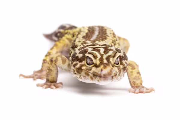 Leopard Gecko Care: The Ultimate Guide to Habitat, Food & Health