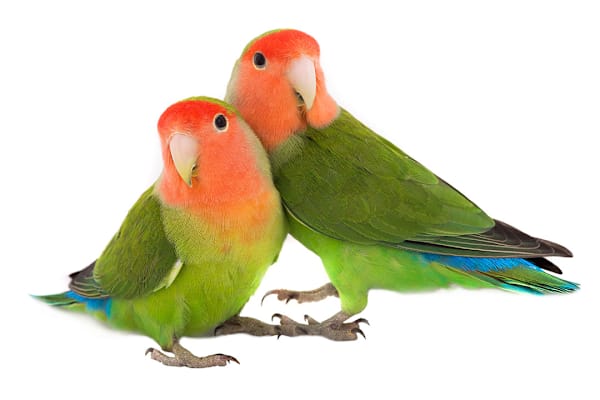 Lovebird Care: Your Complete Guide to Food, Habitat & Health
