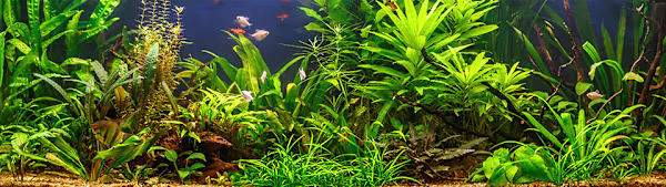 Choose & Care for Low-Light Aquarium Plants: Beginner's Guide