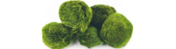 Marimo Moss Ball Care: Easy Guide to Thriving in Your Aquarium