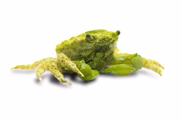 Successful Marine Crab Care: Tank Setup, Feeding & Compatibility