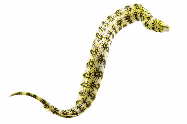 Mastering Marine Eel Care: Tank Setup, Diet, & Compatibility