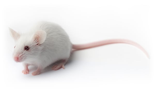 Ultimate Pet Mouse Care: Food, Habitat, Health & Training Guide