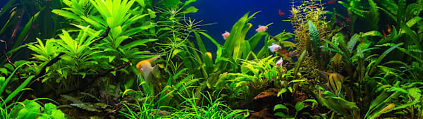 High Nitrates in Your Freshwater Fish Tank? Protect Fish & Prevent Deaths