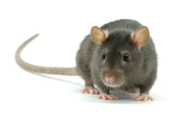 Ultimate Pet Rat Care Guide: Food, Habitat, Health & Happy Rat Tips