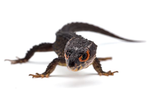 Ultimate Red-Eyed Crocodile Skink Care Guide: Habitat, Food & Health