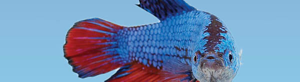 Betta Fish Maintenance: Complete Care Guide