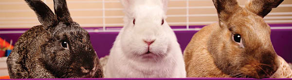 How to Tell If a Bunny Is Happy: Signs & Health Tips