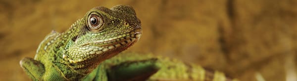Reptile Habitat Setup Guide | Petco