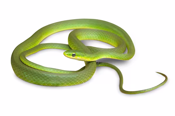 Rough Green Snake Care: Habitat, Diet, Health & Happy Pet Guide