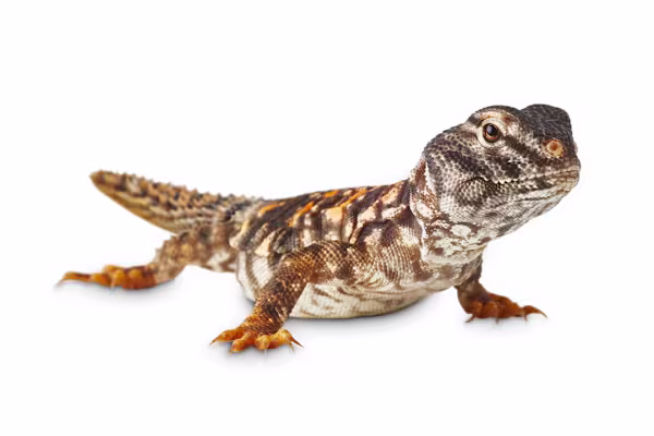 Your Ultimate Guide to Saharan Uromastyx Care: Food, Habitat & Health