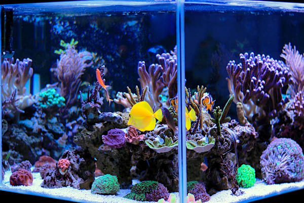 Build Your Thriving Saltwater Tank: Easy Setup for Marine Life