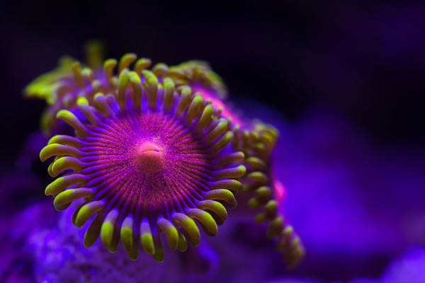 Mastering Soft Coral Care: Setup, Feeding, & Water for a Healthy Reef