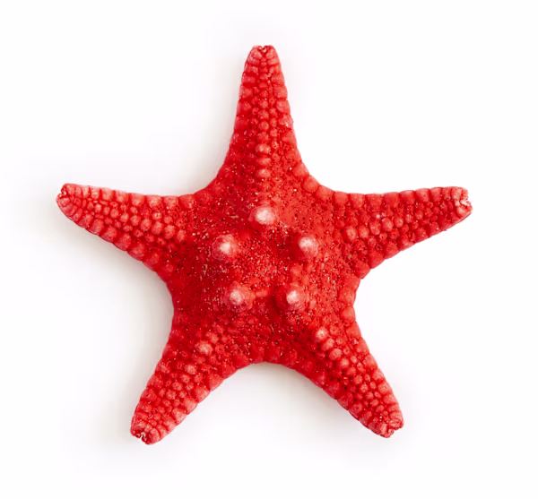 Starfish Care: Master Tank, Food & Compatibility for Happy Pets