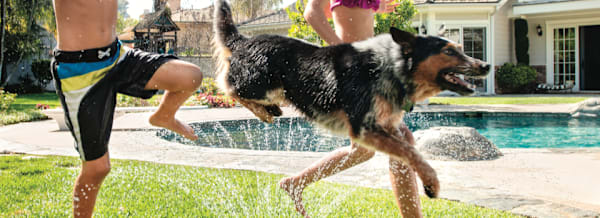 How to Keep Your Dog Cool and Hydrated in Summer