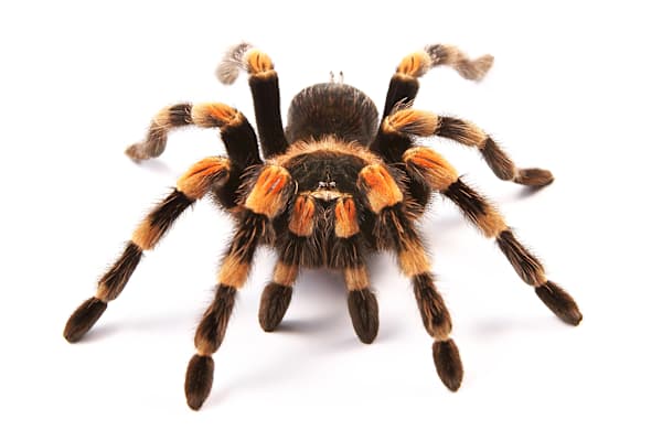Pet Tarantula Care