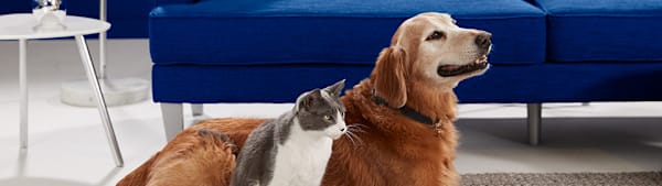 Transitioning Dog & Cat Food: Prevent Upset Stomachs & Vomiting