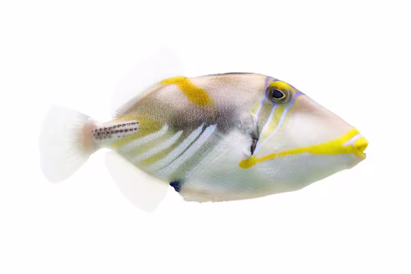 Triggerfish Care: Tank, Diet, & Compatibility for Aggressive Fish