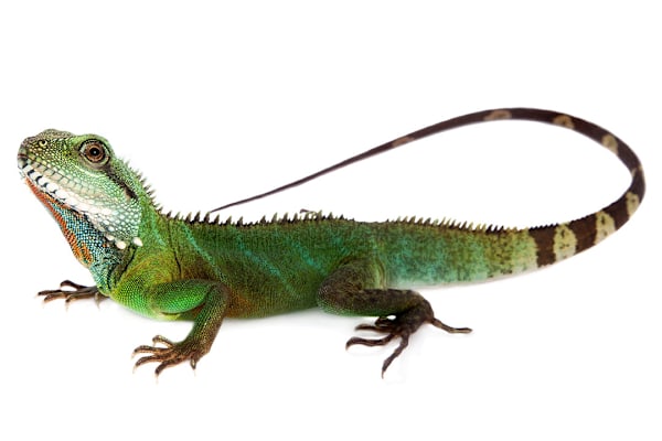 Ultimate Tropical Lizard Care: Habitat, Food & Health for a Happy Pet
