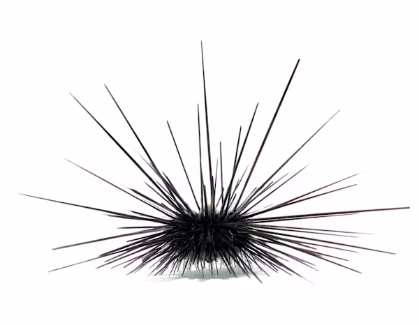How to Care for Sea Urchins: Tank Setup, Feeding, & Compatibility Tips