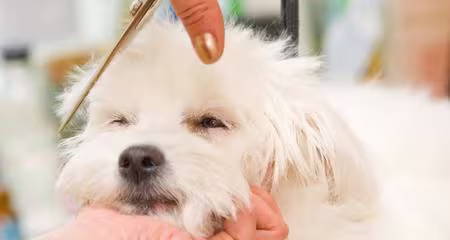 Dog Grooming: Essential Vaccines for Your Dog's Healthy & Safe Visit