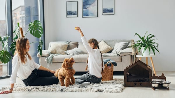 Puppy-Proofing Your Home: Room-by-Room Guide