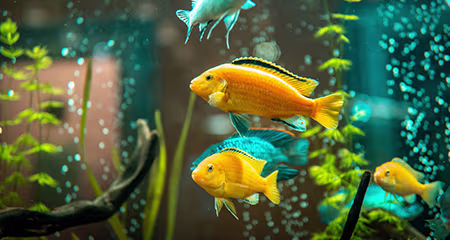My new GloFish died overnight after tank setup. What happened?