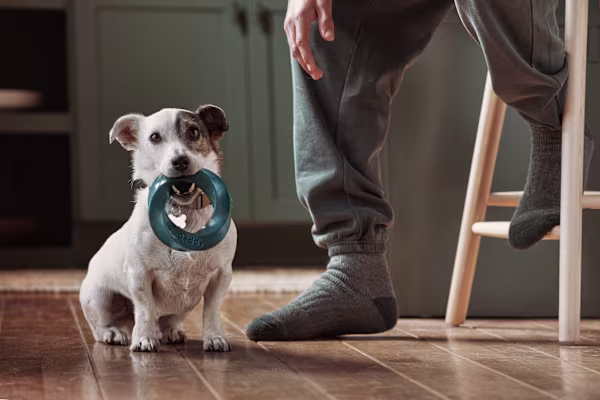 Is CertiPUR-US memory foam safe for my dog to sleep on my bed?