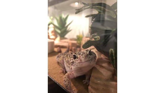 Best Leopard Gecko Substrate: A Complete Guide