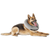 Inflatable dog cone petco Clearance