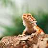 Bearded Dragons for Sale | Buy Live Bearded Dragons for Sale | Petco