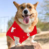 cincinnati reds dog jersey