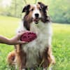 petco zoom groom