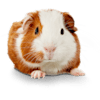 Guinea Pig (Cavia porcellus) - Thumbnail-2