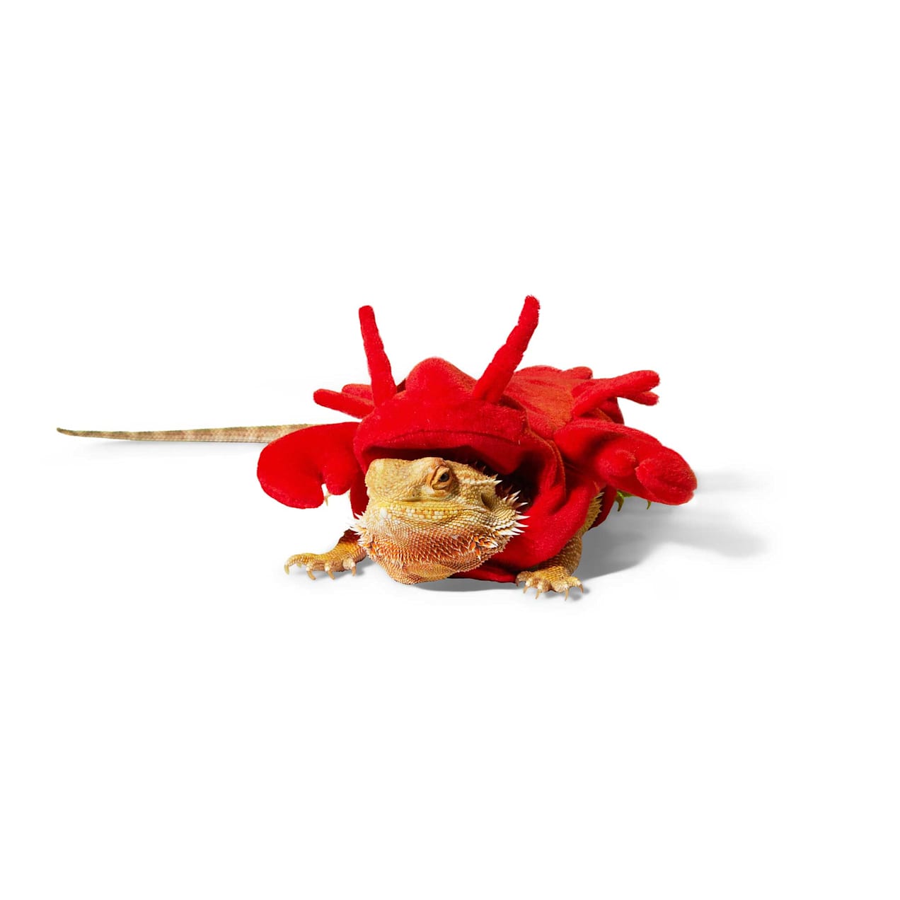 Petco Bootique Lobster Lizard Costume