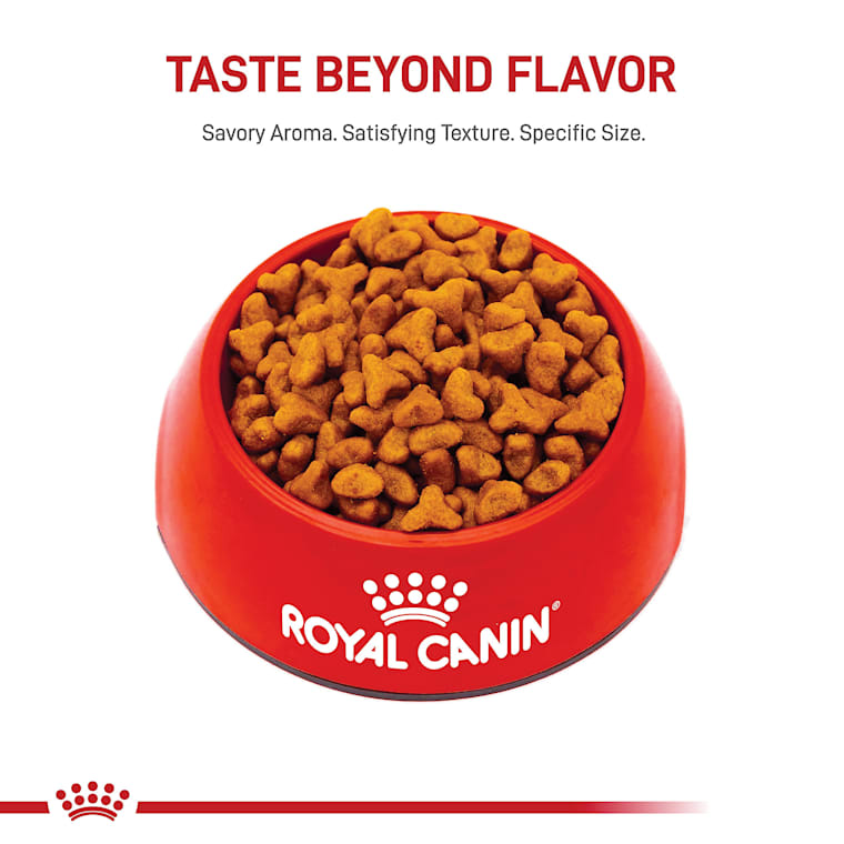 Royal Canin Breed Health Nutrition Pug Adult Dry Dog Food 10 Lbs Petco