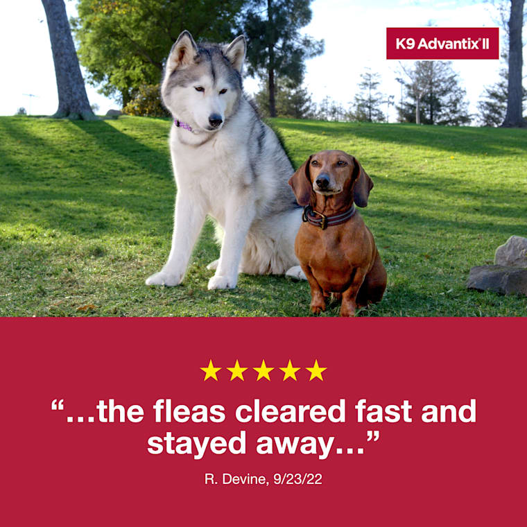 K9 Advantix Ii Topical Large Dog Flea Tick Treatment Pack Of 2 Petco